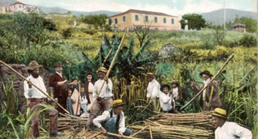 A Cana-de-Açúcar e a Ilha da Madeira